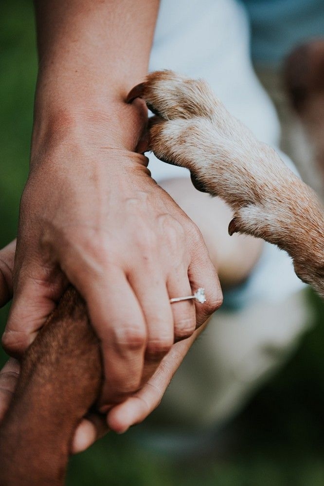 The Wedding Ring - theweddingring.ca