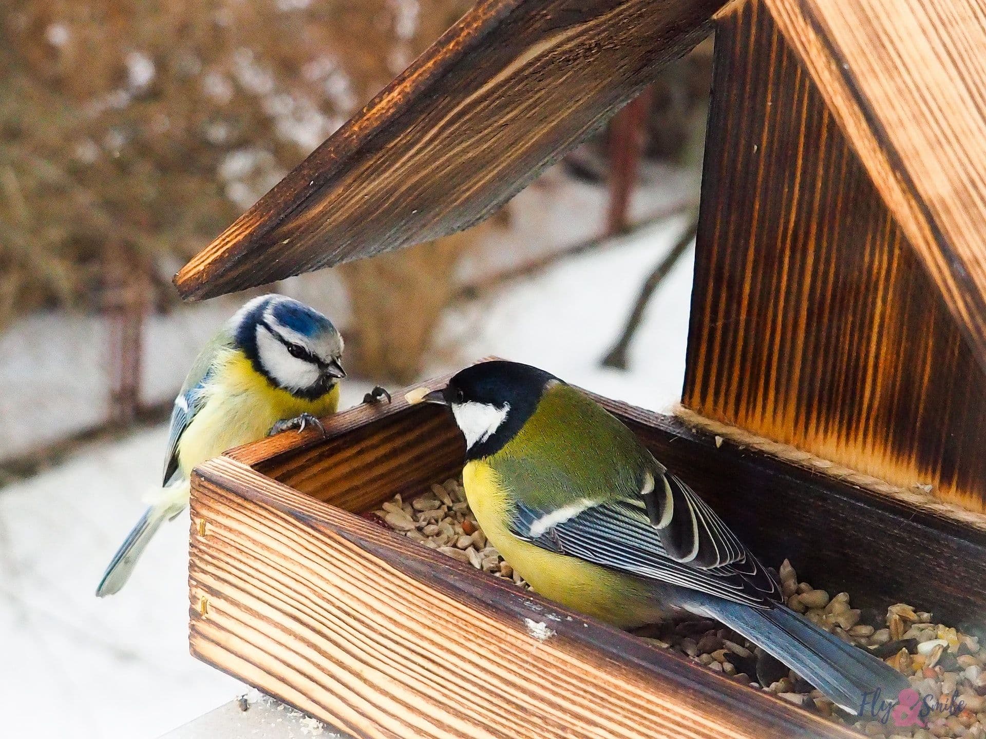 birds