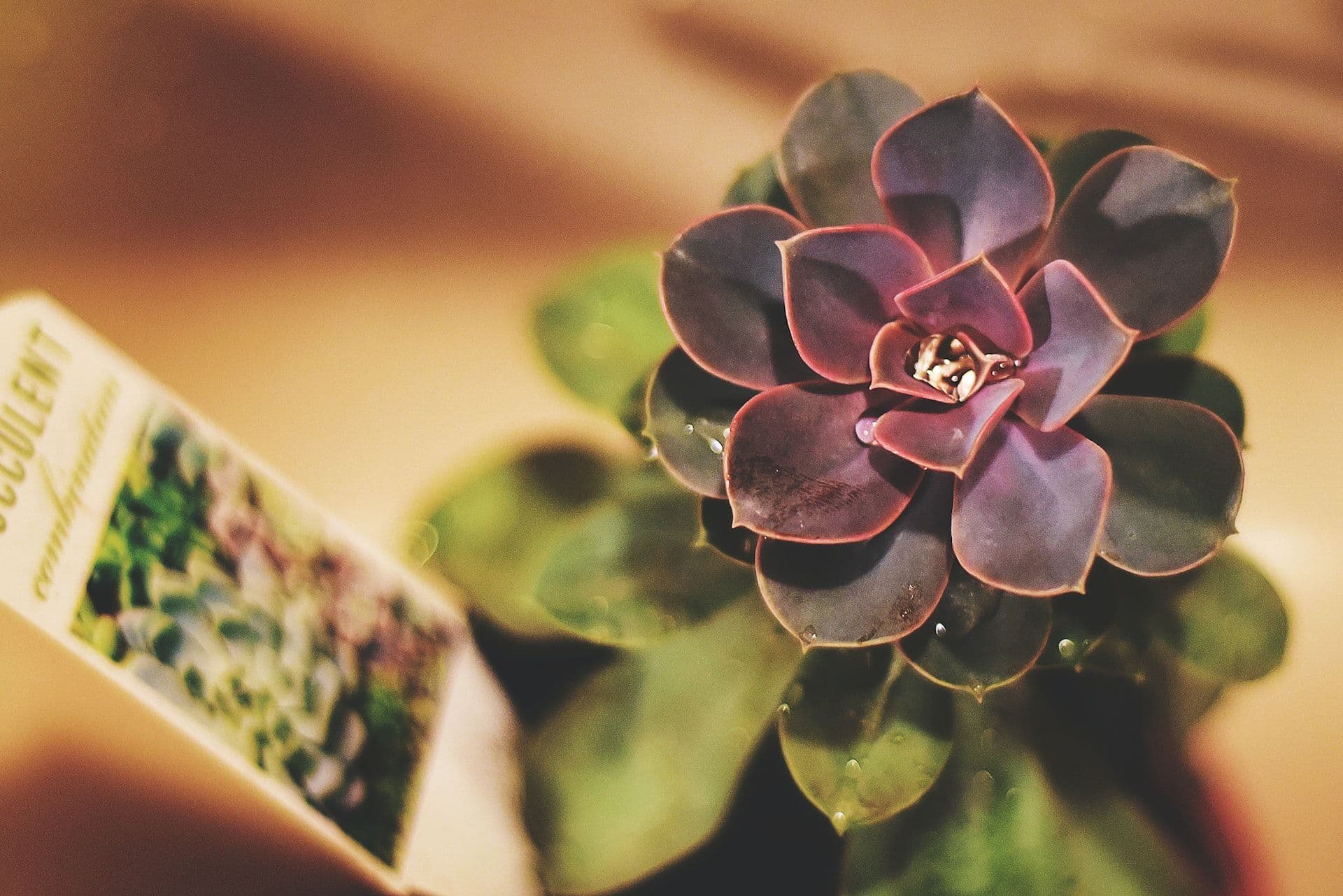 succulents